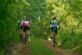 Bicycle Sports, Mountain Bike, Off Road, Sport, The Sabie Experience